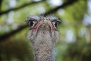 타조.조류. 샤프니스.응시.