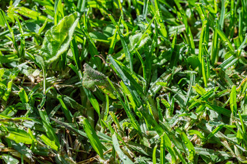 Zacatlán de las manzanas