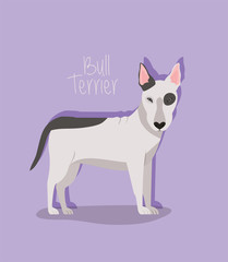 cute bull terrier dog pet character