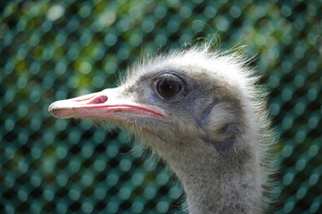 타조.조류. 샤프니스.응시.