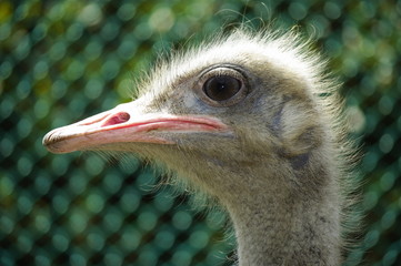 타조.조류. 샤프니스.응시.