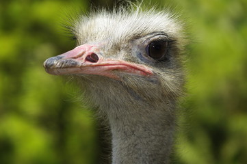 타조.조류. 샤프니스.응시.