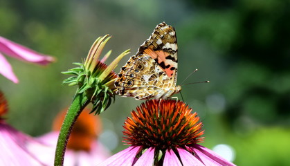 Schmetterling - Echinacea