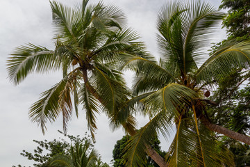 Fototapeta premium Beach at ebb with palm trees at Lokobe nature strict reserve in Madagascar, Nosy Be, Africa