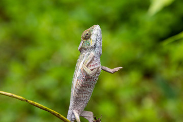 close-up of upright standing Panther chameleon (Furcifer pardalis) in Lokobe nature strict reserve in Madagascar, Nosy Be, Africa