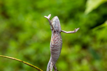 close-up of upright standing Panther chameleon (Furcifer pardalis) in Lokobe nature strict reserve in Madagascar, Nosy Be, Africa