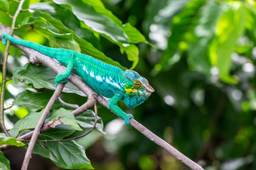 close-up of male green Panther chameleon (Furcifer pardalis) in Lokobe nature strict reserve in Madagascar, Nosy Be, Africa