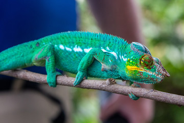 close-up of male green Panther chameleon (Furcifer pardalis) in Lokobe nature strict reserve in Madagascar, Nosy Be, Africa