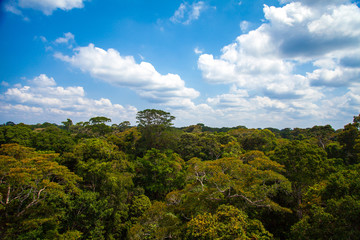 Amazon rainforest from above of an observation tower - Pará, Brazil