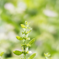 Green leaves and one white blossom of the melissa officinalis with a blurred green background for copy space.