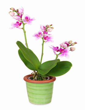 Mini orchid in green ceramic pot, isolated