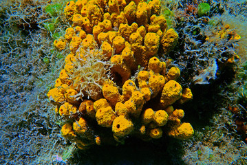 Yellow Tube Sea Sponge - Aplysina Aerophoba 