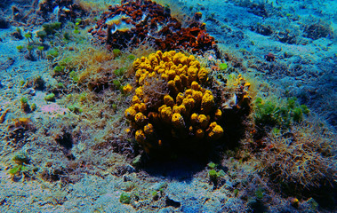 Yellow Tube Sea Sponge - Aplysina Aerophoba 
