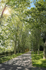 Plane tree alley in M&uuml;llheim, Baden