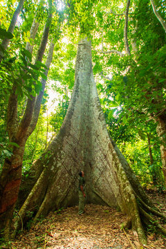 Samauma tree, symbol of the Amazon - Par&aacute; / Brazil