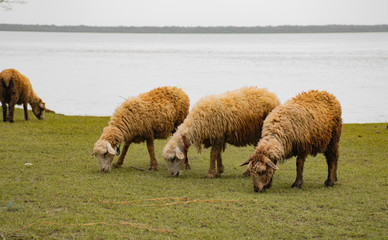 flock of sheep grazing by the ganges
