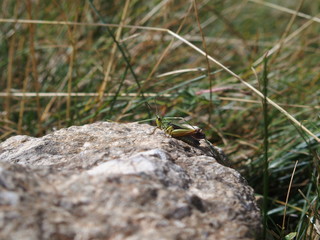 Sauterelle sur un roche en montagne en nature