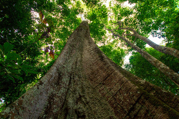 Samauma tree, symbol of the Amazon - Pará / Brazil