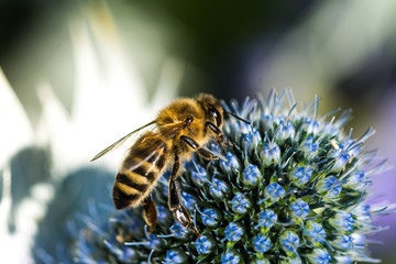 bee on a flower