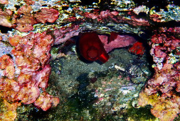 Red Sea Squirt - Halocynthia Papillosa