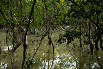mangrove forest in sundarban , bay of bengal