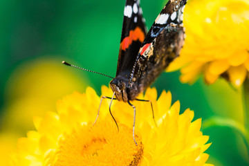 butterfly on a flower