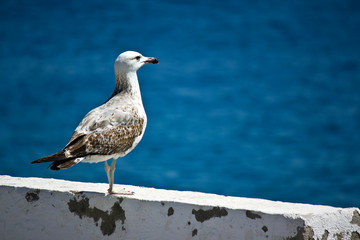 Seagull watching the sea