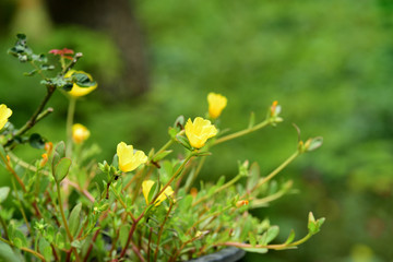 Beautiful flowers in the garden Blooming in the summer.Landscaped Formal Garden	