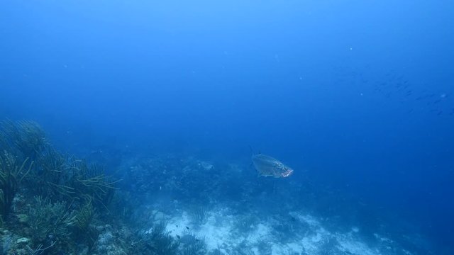 Tarpon in coral reef of Caribbean Sea around Curacao at dive site Tarpon Bridge