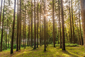 Obraz premium Wald im Gegenlicht
