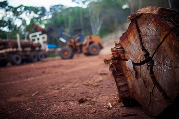 Fototapeta na wymiar Logs in a sawmill yard - Amazônia, Pará / Brazil