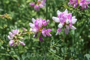 Rosa Blüten der Kronwicke, Coronilla varia