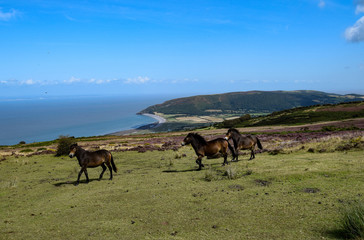 Exmoor Ponies with view of Porlock