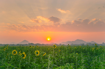 Beautiful sunrise over full bloom sunflower field, natural landscape background