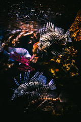 Fish inside an aquarium