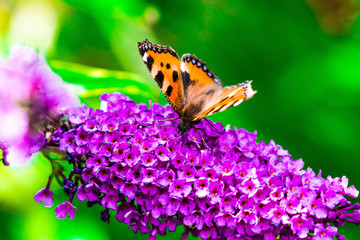 butterfly on flower