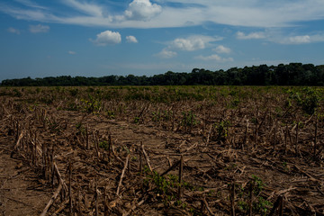 Soybean Plantation, Amazon - Brazil
