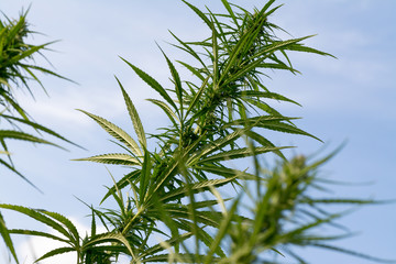 canabis on marijuana field ganja farm sativa leaf weed medical hemp hash plantation cannabis legal or illegal drug