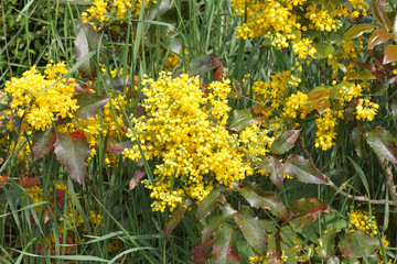 Gelbe Blüten der Mahonie , Mahonia aquifolium