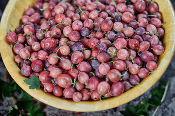 Gooseberries in wooden bowl on dark background. Top view