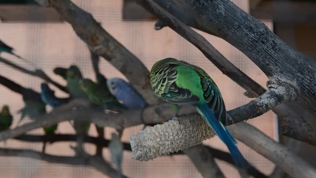 budgerigars in a big aviary