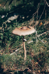 Toadstool in the autumn forest