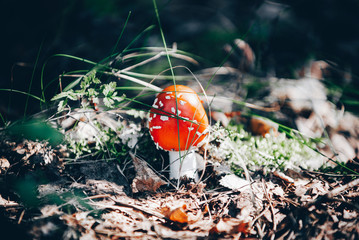 Toadstool in the autumn forest