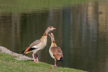 Pärchen Nilgänse, Alopochen aegyptiacis