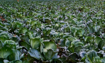 Landscape view of a freshly growing cabbage field.