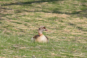 Nilgans auf der Wiese, Alopochen aegyptiacis