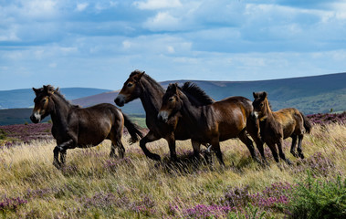Fototapeta na wymiar Exmoor Ponies - August 2019