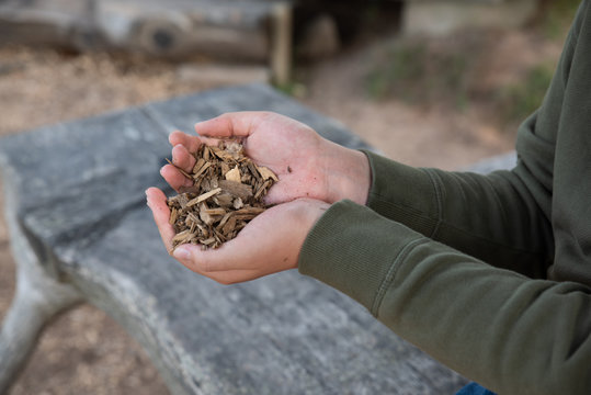 A handful of wood chips from a hiking trail