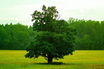 Lonely green oak tree in the field
