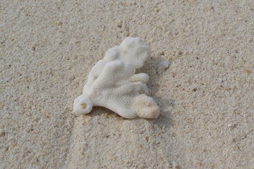 Versteinerte Alge, weiß, auf Sand